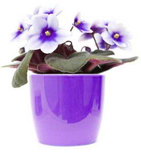 Violet Garden Fragrance Oil