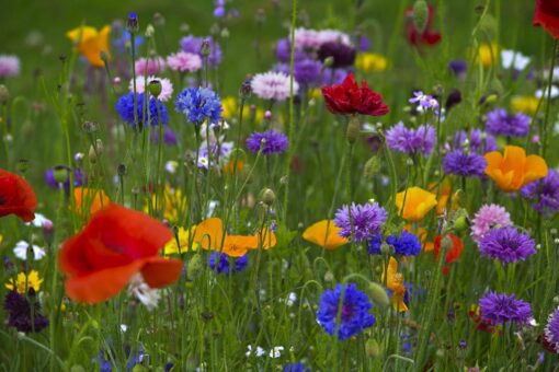 Spring Meadow Elegance Candles